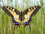 Nost�lgia