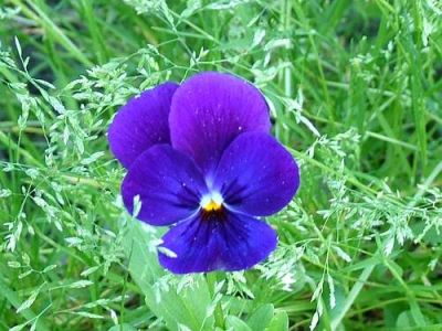 Viole