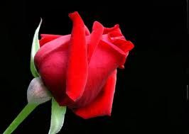 Tre Rose