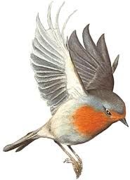 Il Pettirosso  