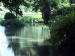 Vive il fiume