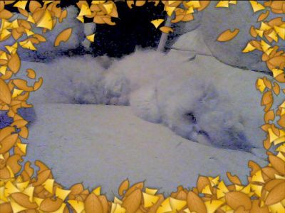 Il mio gattino