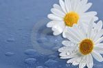Felicit� fugace