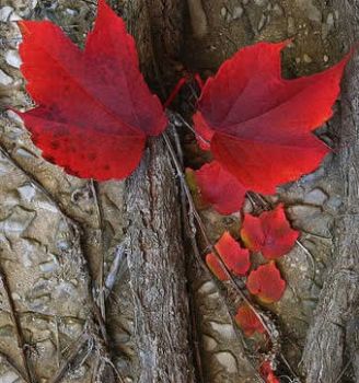 Autunno