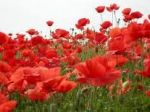 Sar� un giorno di maggio