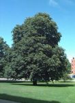 Alberi di città