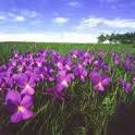 Profumo di viole