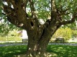 L’ombra del gelso