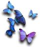 Farfalle