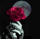 Ardente rosa!