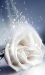 Quando l'amore muore!