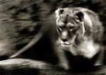Lionesses!