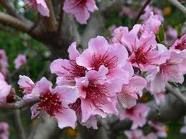 Primavera  