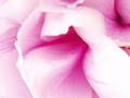 L'amore