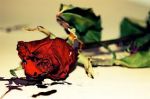 La rosa neonata