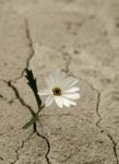 Il vortice della vita  