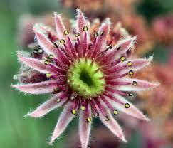 Bramosia del nulla