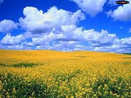 Nell'erba e nei fiori