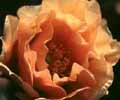 Odore di rose