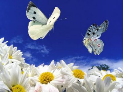 Primavera  