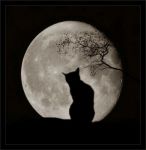 Amor felino