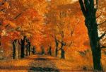 Come foglia d’autunno