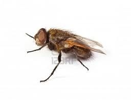 Pija la mosca!