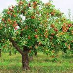 Quelle mele della val di Nona