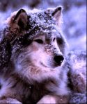 Bruto e Cesare (ovvero storie di natura, di un gregge e del suo capo)