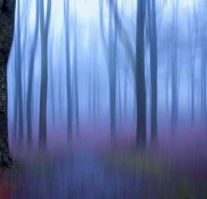 Il bosco