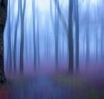 Il bosco
