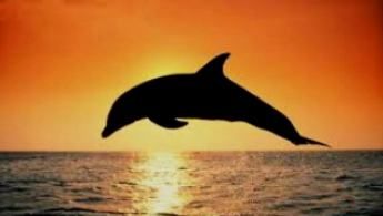 Il delfino
