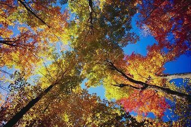 Alberi