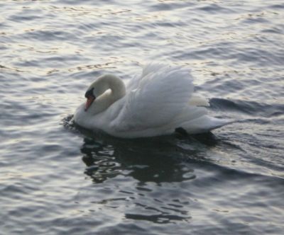 Aspetterò