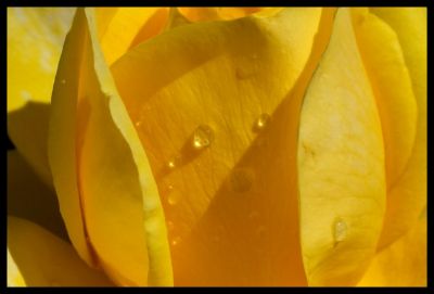 Rose gialle