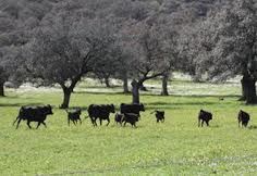 Estremadura  