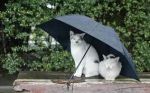 Meno male che piove!  