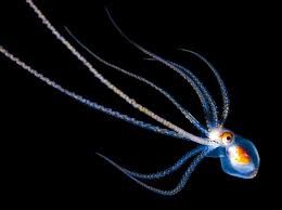 Amica notte  