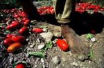 Il sangue ha un unico colore