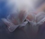 Strategie