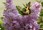 Fiore di lill�  