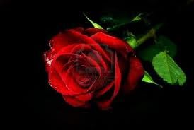 Una rosa rossa sull'asfalto