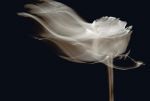 La nostra, che non č poesia