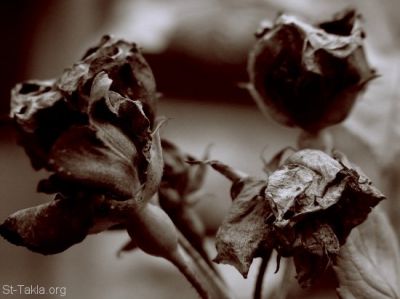Décès d'une rose