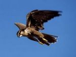 Nel turbine di un falco