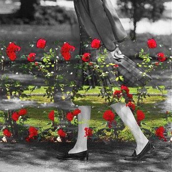C'erano le rose