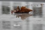 Il fiume e la neve  