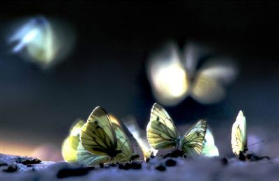 Luci