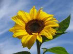 Il girasole  