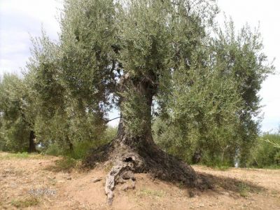 Sono quell'ulivo